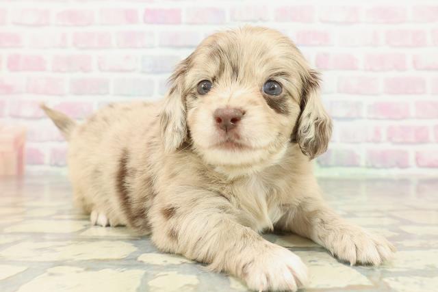 東京都のチワックス(チワワ×ダックス) (Coo&RIKU吉祥寺店/2026年2月10日生まれ/男の子/チョコレートダップル)の子犬の3枚目の画像