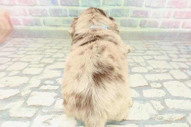 東京都のチワックス(チワワ×ダックス) (Coo&RIKU吉祥寺店/2026年2月10日生まれ/男の子/チョコレートダップル)の子犬の4枚目の画像