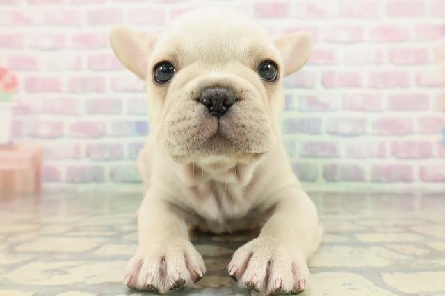 北海道のフレンチブルドッグ (Coo&RIKU札幌東店/2026年2月6日生まれ/男の子/クリーム)の子犬の1枚目の画像