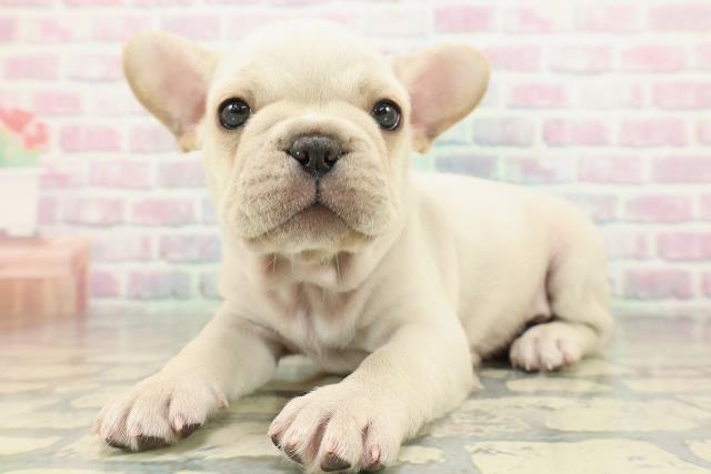 北海道のフレンチブルドッグ (Coo&RIKU札幌東店/2026年2月6日生まれ/男の子/クリーム)の子犬の2枚目の画像