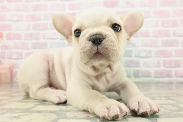 北海道のフレンチブルドッグ (Coo&RIKU札幌東店/2026年2月6日生まれ/男の子/クリーム)の子犬の3枚目の画像