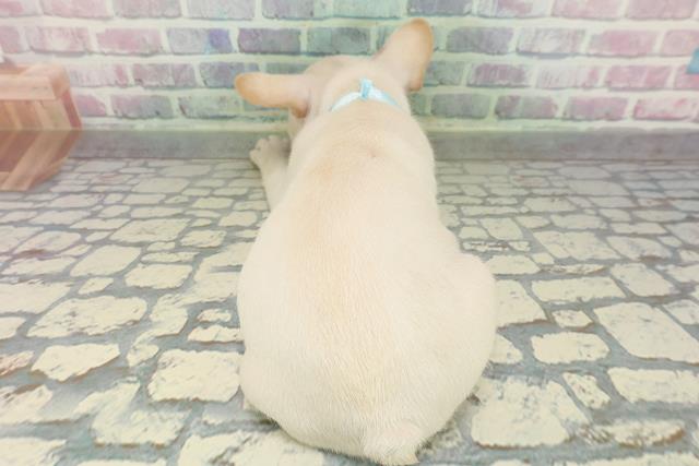 北海道のフレンチブルドッグ (Coo&RIKU札幌東店/2026年2月6日生まれ/男の子/クリーム)の子犬の4枚目の画像