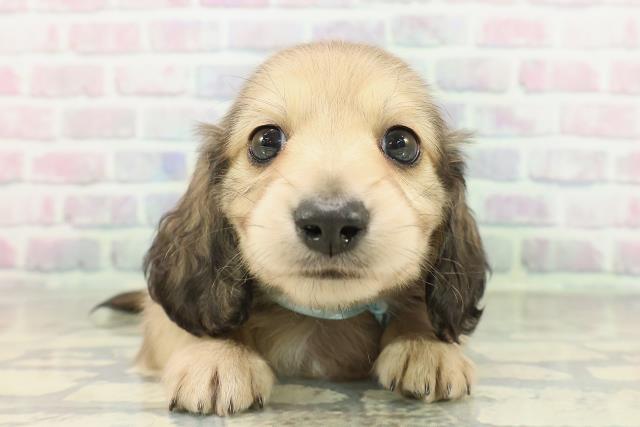 長野県のミニチュアダックスフンド(ロング) (Coo&RIKU綿半諏訪店/2026年2月7日生まれ/男の子/シェーデットイエロー)の子犬の1枚目の画像