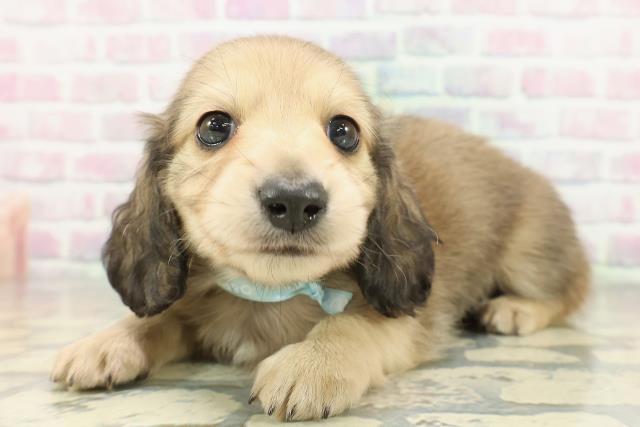 長野県のミニチュアダックスフンド(ロング) (Coo&RIKU綿半諏訪店/2026年2月7日生まれ/男の子/シェーデットイエロー)の子犬の2枚目の画像