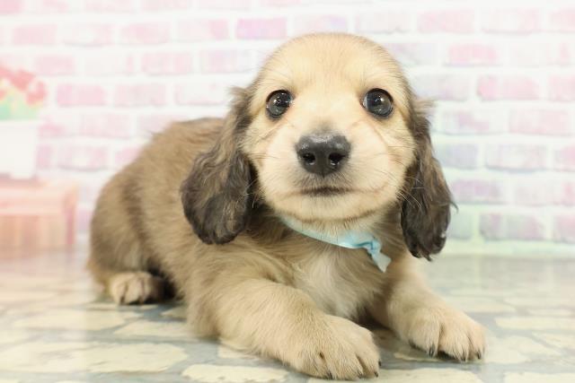 長野県のミニチュアダックスフンド(ロング) (Coo&RIKU綿半諏訪店/2026年2月7日生まれ/男の子/シェーデットイエロー)の子犬の3枚目の画像