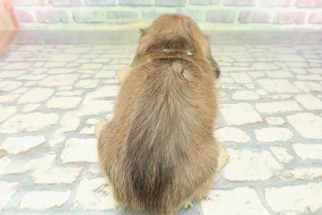 長野県のミニチュアダックスフンド(ロング) (Coo&RIKU綿半諏訪店/2026年2月7日生まれ/男の子/シェーデットイエロー)の子犬の4枚目の画像