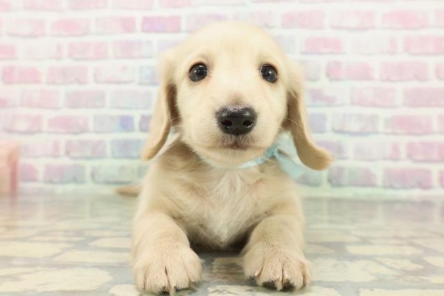 千葉県のミニチュアダックスフンド(ロング) (Coo&RIKU八街店/2026年2月7日生まれ/男の子/イエロー)の子犬の1枚目の画像