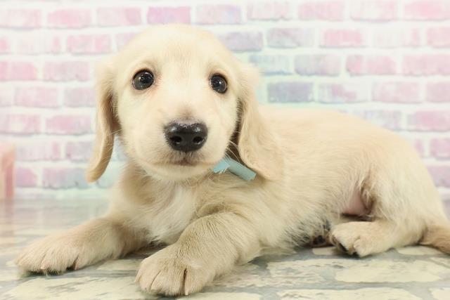 千葉県のミニチュアダックスフンド(ロング) (Coo&RIKU八街店/2026年2月7日生まれ/男の子/イエロー)の子犬の2枚目の画像