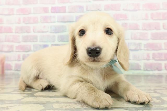 千葉県のミニチュアダックスフンド(ロング) (Coo&RIKU八街店/2026年2月7日生まれ/男の子/イエロー)の子犬の3枚目の画像