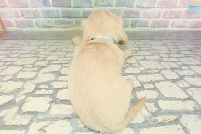 千葉県のミニチュアダックスフンド(ロング) (Coo&RIKU八街店/2026年2月7日生まれ/男の子/イエロー)の子犬の4枚目の画像