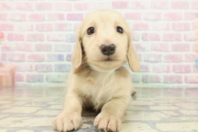 神奈川県のミニチュアダックスフンド(ロング) (Coo&RIKU藤沢店/2026年2月7日生まれ/男の子/イエロー)の子犬