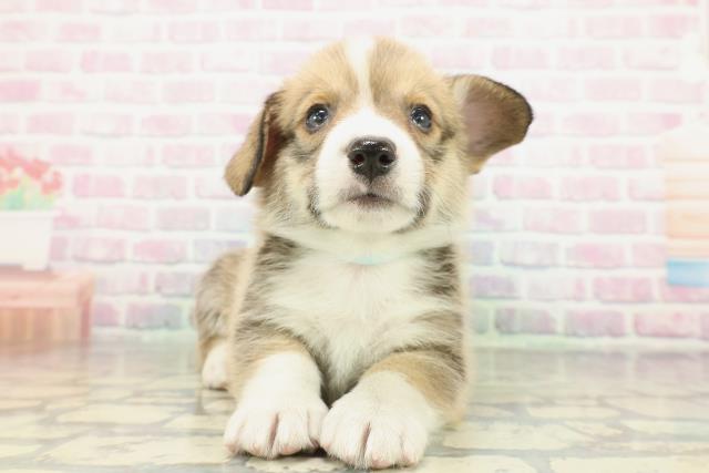 秋田県のウェルシュコーギーペンブローク (Coo&RIKU秋田店/2026年2月6日生まれ/男の子/セーブルホワイト)の子犬の1枚目の画像