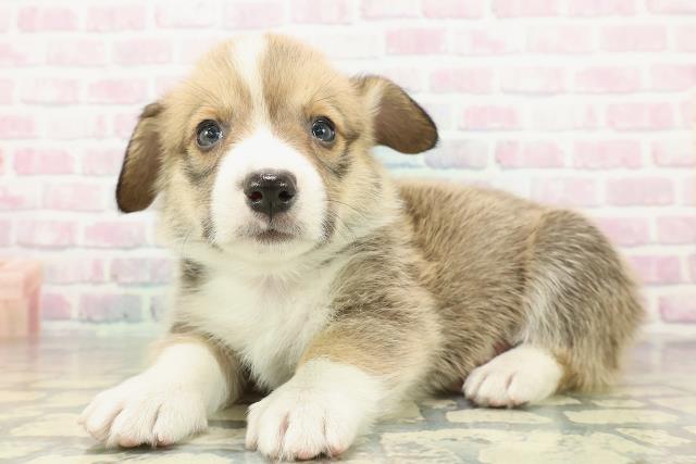 秋田県のウェルシュコーギーペンブローク (Coo&RIKU秋田店/2026年2月6日生まれ/男の子/セーブルホワイト)の子犬の2枚目の画像