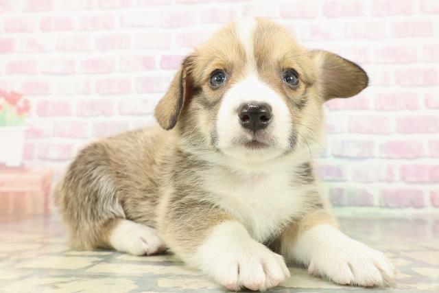 秋田県のウェルシュコーギーペンブローク (Coo&RIKU秋田店/2026年2月6日生まれ/男の子/セーブルホワイト)の子犬の3枚目の画像