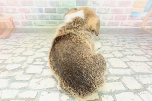 秋田県のウェルシュコーギーペンブローク (Coo&RIKU秋田店/2026年2月6日生まれ/男の子/セーブルホワイト)の子犬の4枚目の画像