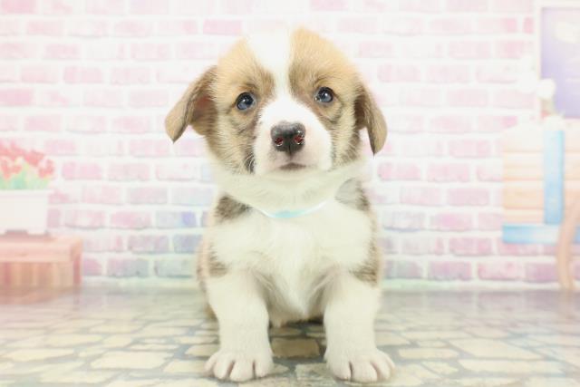 群馬県のウェルシュコーギーペンブローク (Coo&RIKU前橋店/2026年2月6日生まれ/男の子/セーブルホワイト)の子犬の1枚目の画像