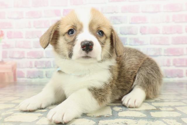 群馬県のウェルシュコーギーペンブローク (Coo&RIKU前橋店/2026年2月6日生まれ/男の子/セーブルホワイト)の子犬の2枚目の画像