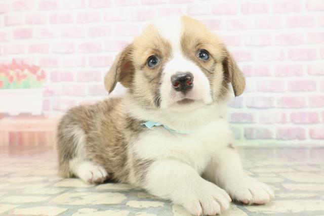 群馬県のウェルシュコーギーペンブローク (Coo&RIKU前橋店/2026年2月6日生まれ/男の子/セーブルホワイト)の子犬の3枚目の画像