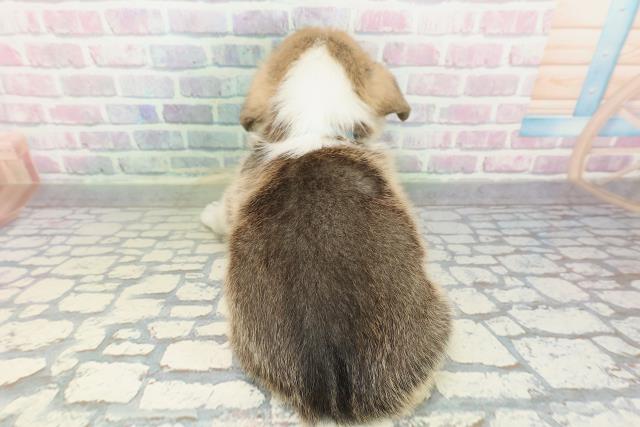 群馬県のウェルシュコーギーペンブローク (Coo&RIKU前橋店/2026年2月6日生まれ/男の子/セーブルホワイト)の子犬の4枚目の画像