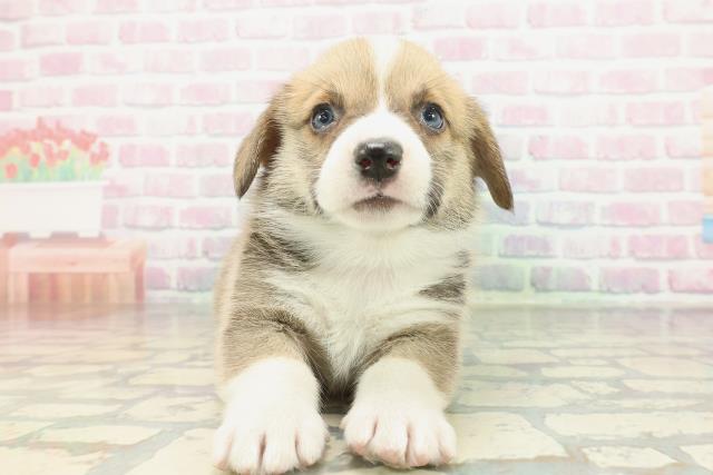 北海道のウェルシュコーギーペンブローク (Coo&RIKU北見店/2026年2月6日生まれ/男の子/セーブルホワイト)の子犬