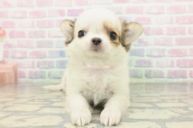 千葉県のチワワ(ロング) (Coo&RIKU市原店/2026年2月6日生まれ/女の子/パーティーカラー)の子犬の1枚目の画像