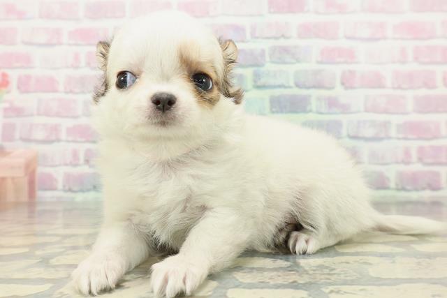 千葉県のチワワ(ロング) (Coo&RIKU市原店/2026年2月6日生まれ/女の子/パーティーカラー)の子犬の2枚目の画像