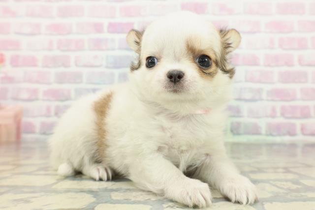 千葉県のチワワ(ロング) (Coo&RIKU市原店/2026年2月6日生まれ/女の子/パーティーカラー)の子犬の3枚目の画像