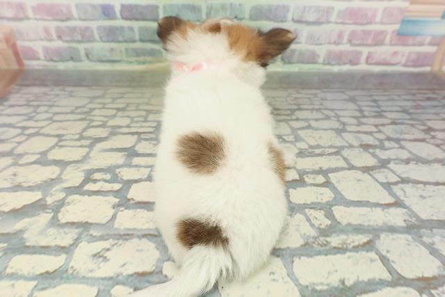 千葉県のチワワ(ロング) (Coo&RIKU市原店/2026年2月6日生まれ/女の子/パーティーカラー)の子犬の4枚目の画像