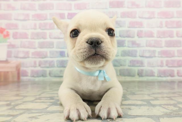 群馬県のフレンチブルドッグ (Coo&RIKU前橋店/2026年2月6日生まれ/男の子/クリーム)の子犬の1枚目の画像