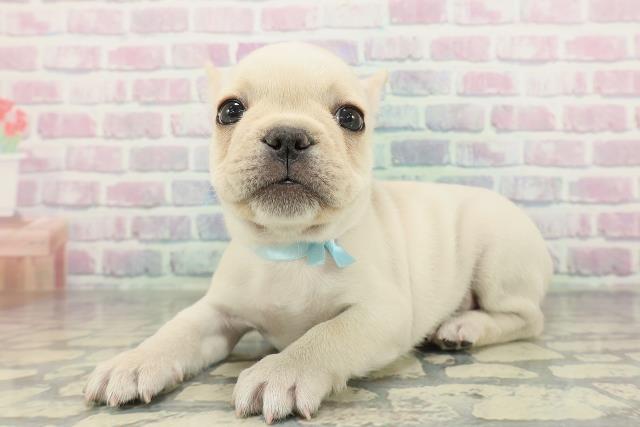 群馬県のフレンチブルドッグ (Coo&RIKU前橋店/2026年2月6日生まれ/男の子/クリーム)の子犬の2枚目の画像