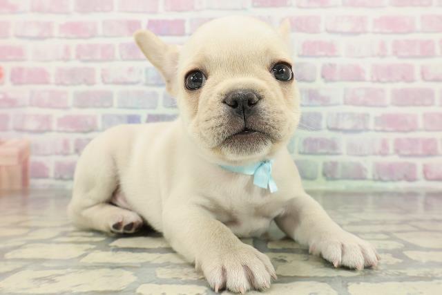群馬県のフレンチブルドッグ (Coo&RIKU前橋店/2026年2月6日生まれ/男の子/クリーム)の子犬の3枚目の画像