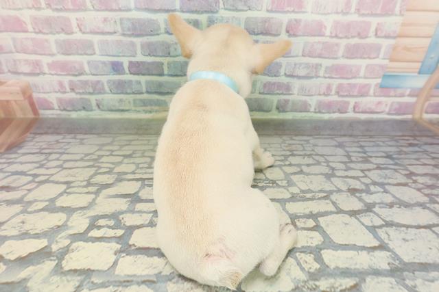 群馬県のフレンチブルドッグ (Coo&RIKU前橋店/2026年2月6日生まれ/男の子/クリーム)の子犬の4枚目の画像