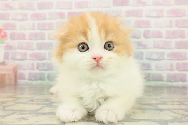 山形県のスコティッシュフォールド (Coo&RIKU山形店/2026年2月10日生まれ/男の子/レッドタビーホワイト)の子猫