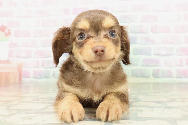 東京都のチワックス(チワワ×ダックス) (Coo&RIKU立川店/2026年2月9日生まれ/女の子/チョコレートタン)の子犬の1枚目の画像