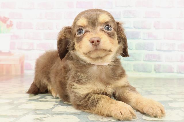 東京都のチワックス(チワワ×ダックス) (Coo&RIKU立川店/2026年2月9日生まれ/女の子/チョコレートタン)の子犬の3枚目の画像