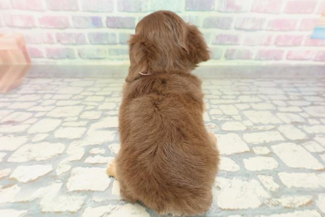 東京都のチワックス(チワワ×ダックス) (Coo&RIKU立川店/2026年2月9日生まれ/女の子/チョコレートタン)の子犬の4枚目の画像