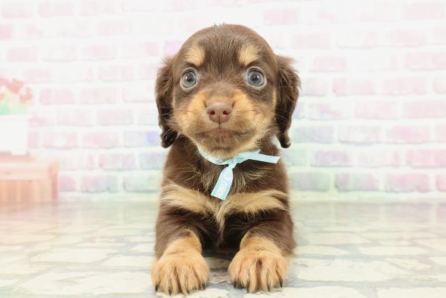 埼玉県のチワックス(チワワ×ダックス) (Coo&RIKU川口戸塚店/2026年2月9日生まれ/男の子/チョコレートタン)の子犬の1枚目の画像