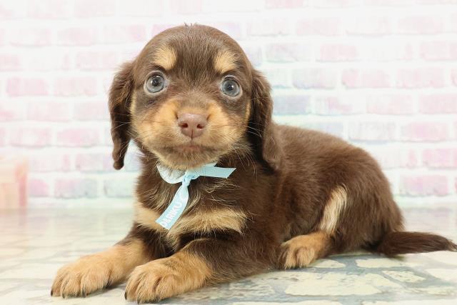 埼玉県のチワックス(チワワ×ダックス) (Coo&RIKU川口戸塚店/2026年2月9日生まれ/男の子/チョコレートタン)の子犬の2枚目の画像