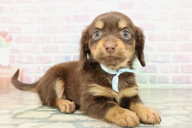 埼玉県のチワックス(チワワ×ダックス) (Coo&RIKU川口戸塚店/2026年2月9日生まれ/男の子/チョコレートタン)の子犬の3枚目の画像