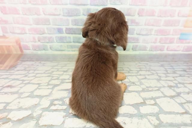 埼玉県のチワックス(チワワ×ダックス) (Coo&RIKU川口戸塚店/2026年2月9日生まれ/男の子/チョコレートタン)の子犬の4枚目の画像