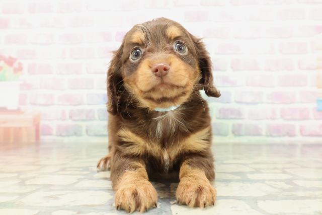 東京都のチワックス(チワワ×ダックス) (Coo&RIKU八王子西店/2026年2月9日生まれ/男の子/チョコレートタン)の子犬の1枚目の画像