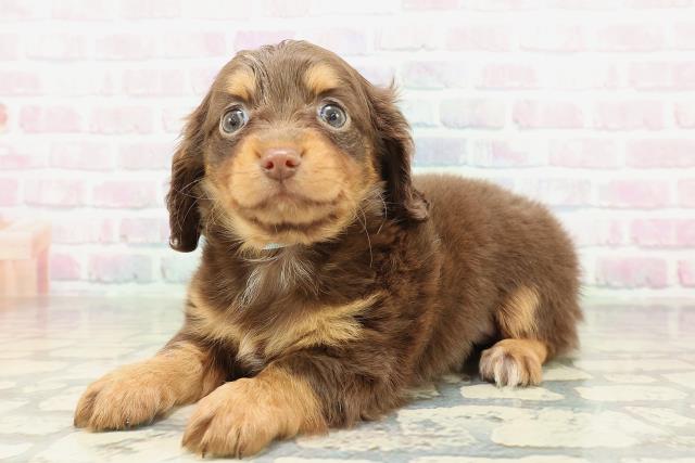 東京都のチワックス(チワワ×ダックス) (Coo&RIKU八王子西店/2026年2月9日生まれ/男の子/チョコレートタン)の子犬の2枚目の画像