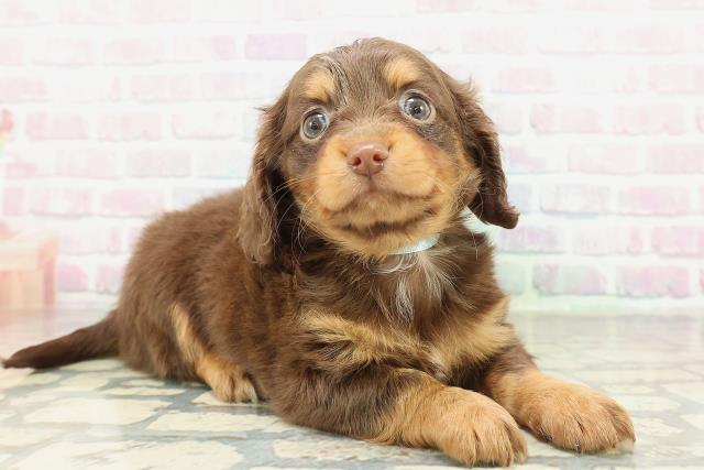 東京都のチワックス(チワワ×ダックス) (Coo&RIKU八王子西店/2026年2月9日生まれ/男の子/チョコレートタン)の子犬の3枚目の画像