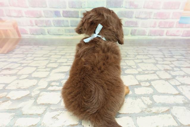 東京都のチワックス(チワワ×ダックス) (Coo&RIKU八王子西店/2026年2月9日生まれ/男の子/チョコレートタン)の子犬の4枚目の画像