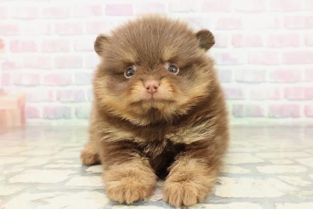 東京都のポメラニアン (Coo&RIKU吉祥寺店/2026年2月9日生まれ/男の子/チョコレートタン)の子犬の1枚目の画像