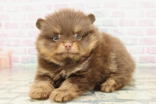 東京都のポメラニアン (Coo&RIKU吉祥寺店/2026年2月9日生まれ/男の子/チョコレートタン)の子犬の2枚目の画像