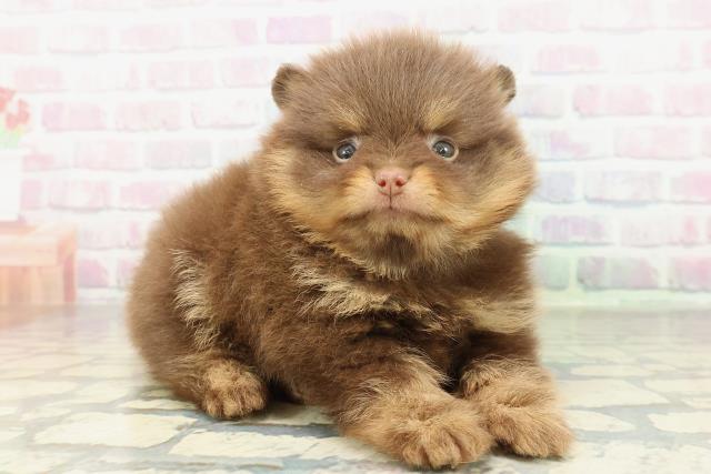 東京都のポメラニアン (Coo&RIKU吉祥寺店/2026年2月9日生まれ/男の子/チョコレートタン)の子犬の3枚目の画像