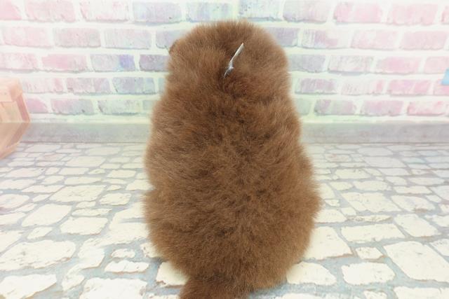 東京都のポメラニアン (Coo&RIKU吉祥寺店/2026年2月9日生まれ/男の子/チョコレートタン)の子犬の4枚目の画像