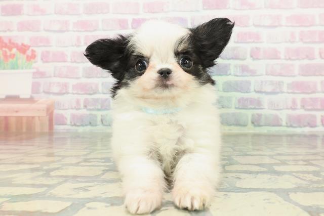 東京都のチワワ(ロング) (Coo&RIKU吉祥寺店/2026年2月8日生まれ/男の子/ホワイトブラック)の子犬の1枚目の画像