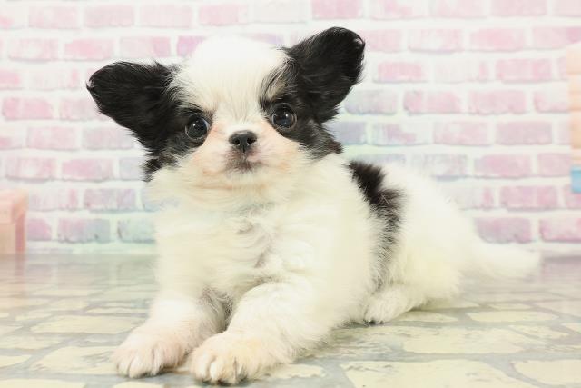 東京都のチワワ(ロング) (Coo&RIKU吉祥寺店/2026年2月8日生まれ/男の子/ホワイトブラック)の子犬の2枚目の画像